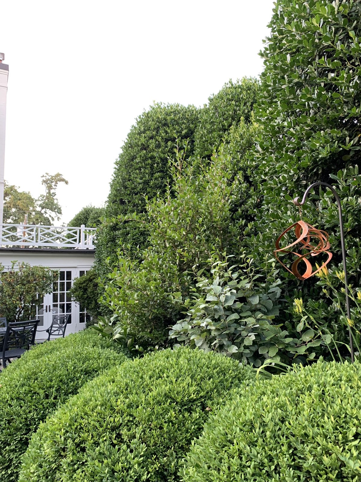 Boxwood and hedge